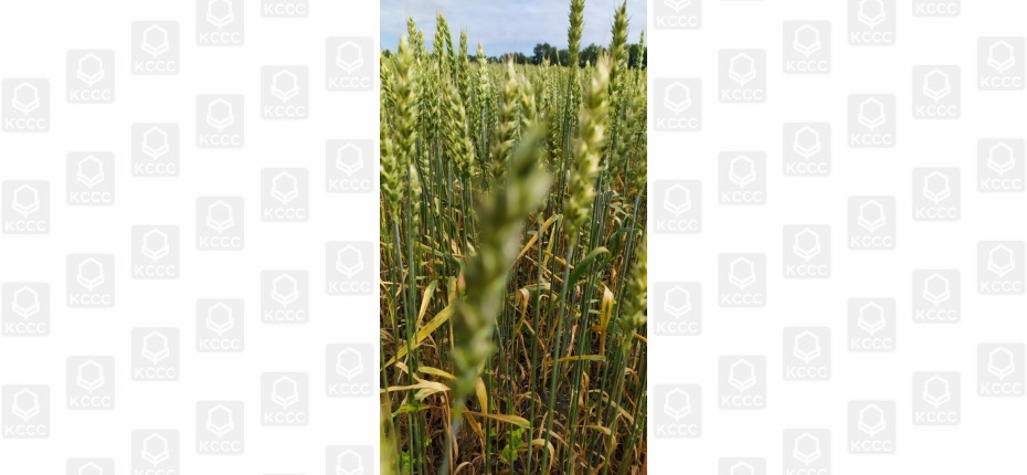 Оптимизация минерального питания яровой пшеницы - ООО ТД Кирово-Чепецкая Химическая Компания
