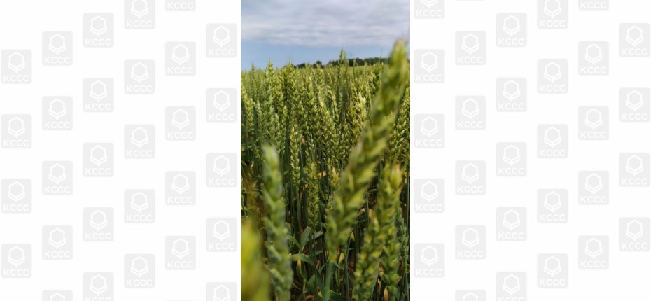Оптимизация минерального питания яровой пшеницы - ООО ТД Кирово-Чепецкая Химическая Компания