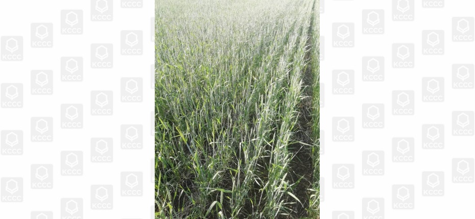 Защита яровой пшеницы КФХ