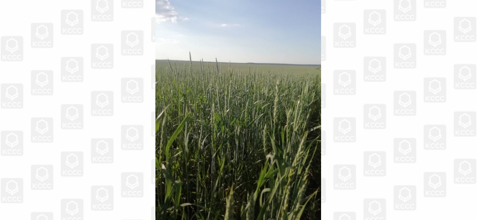 Защита яровой пшеницы КФХ