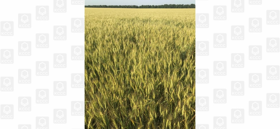 Тяжелая ситуация с состоянием посевов озимой пшеницы на юге России - ООО ТД Кирово-Чепецкая Химическая Компания