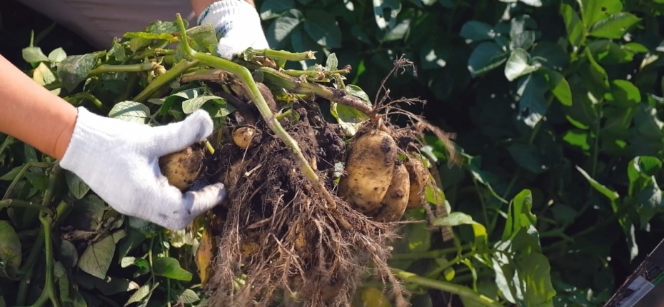 Защита картофеля в Брянской области - ООО ТД Кирово-Чепецкая Химическая Компания