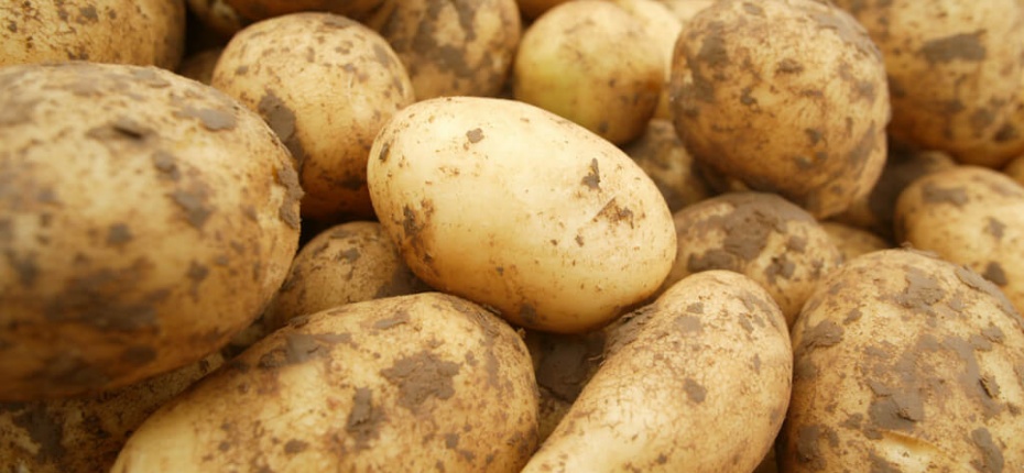 Минсельхоз заявил о хороших перспективах роста урожая картофеля - ООО ТД Кирово-Чепецкая Химическая Компания