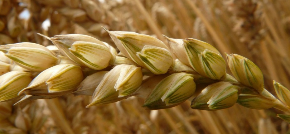 Минсельхоз может увеличить поддержку производителей зерна при снижении его стоимости - ООО ТД Кирово-Чепецкая Химическая Компания