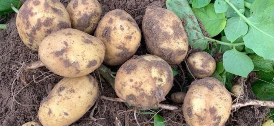 Подходящее время для уборки картофеля - ООО ТД Кирово-Чепецкая Химическая Компания