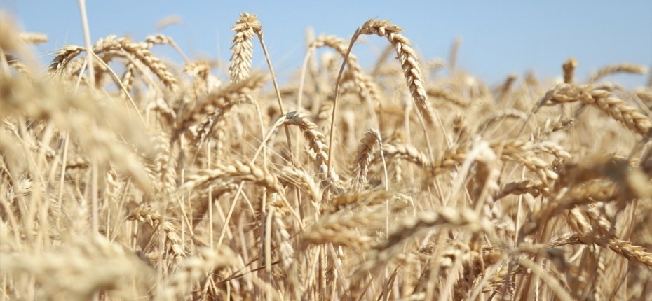 Какие сорта пшеницы более устойчивы к фузариозу колоса - ООО ТД Кирово-Чепецкая Химическая Компания