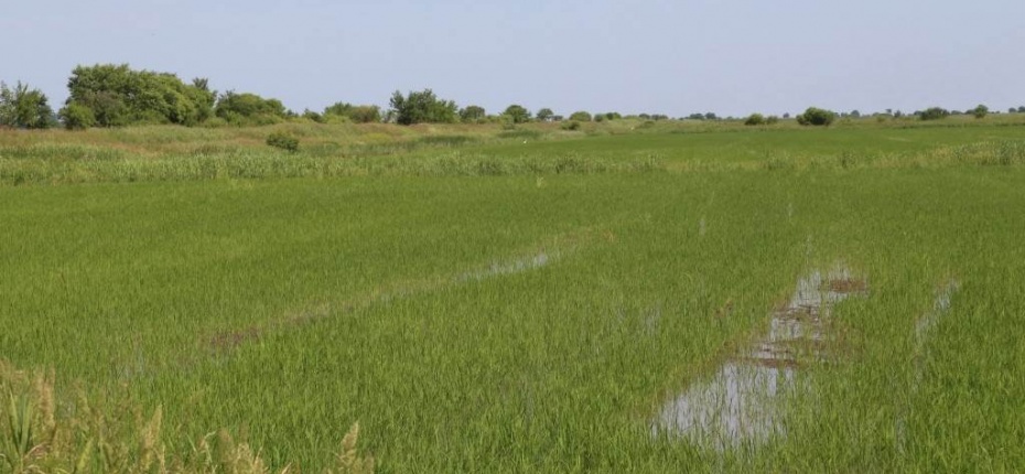 Почему рис выращивают на затапливаемых полях - ООО ТД Кирово-Чепецкая Химическая Компания