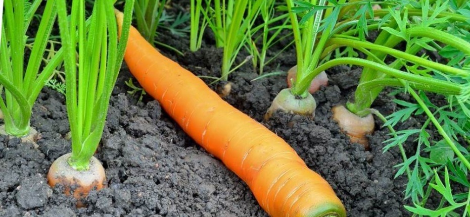 Позеленение верхушки моркови - ООО ТД Кирово-Чепецкая Химическая Компания