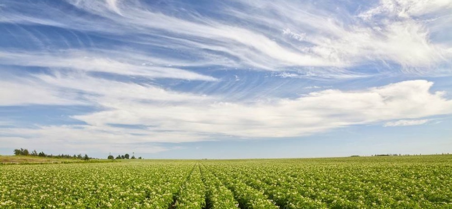 Какими пестицидами защищают картофельные поля - ООО ТД Кирово-Чепецкая Химическая Компания