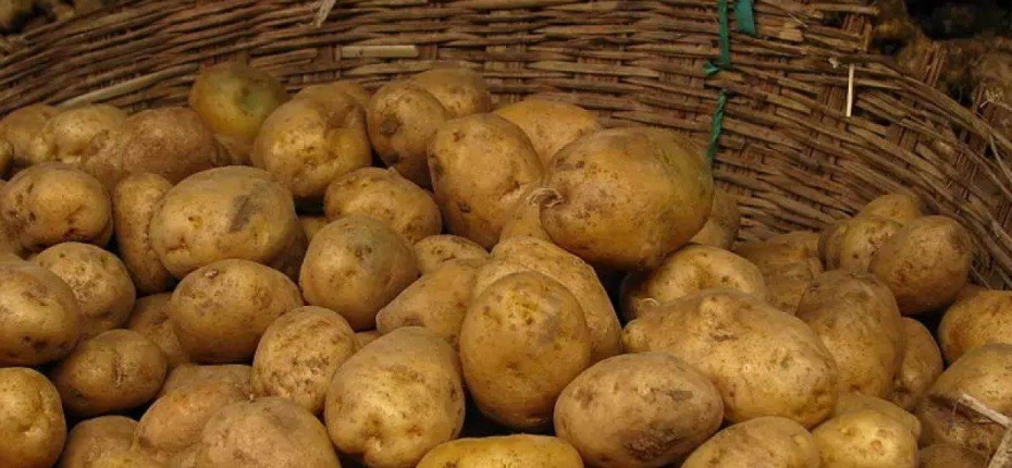 Как хранить картофель, чтобы он не прорастал - ООО ТД Кирово-Чепецкая Химическая Компания