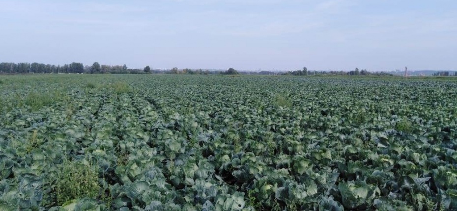 Возделывание овощей (картофель, капуста, морковь) в совхозе 