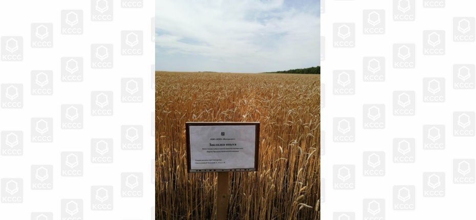 Отзыв по итогам опыта на озимой пшенице - ООО ТД Кирово-Чепецкая Химическая Компания