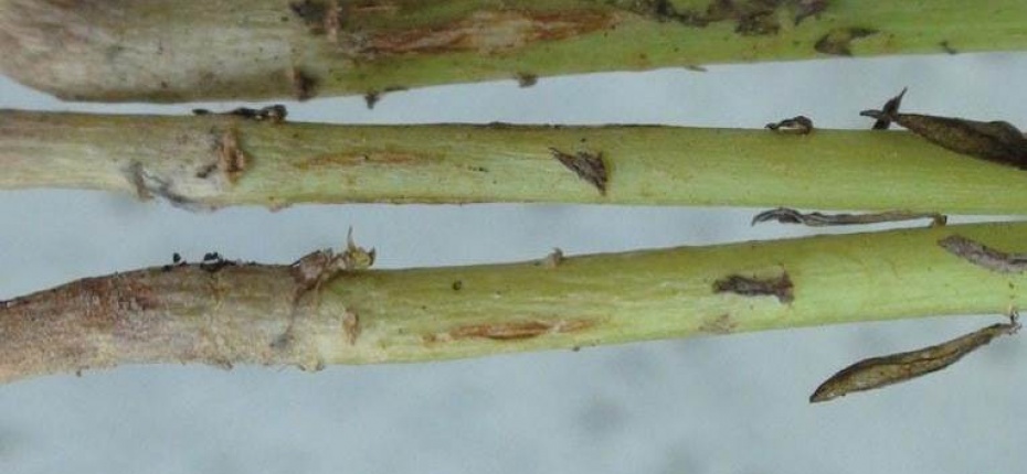 Ломкость стеблей льна - Aureobasidium pullulans (d By) Arn. f. sp. linicke Cokke (= Kabatiella lini (Laff.) Karak, =Polyspora lini Laff)
