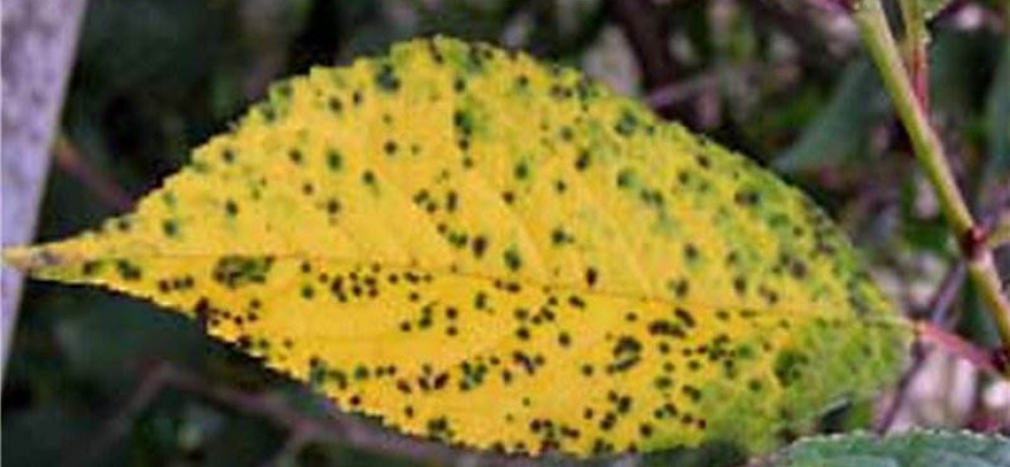 Коккомикоз (красновато-коричневая пятнистость) - Coccomyces hiemalis Higg.(= Blumeriella hiemalis Poeldmea), анаморфа – Cylindrosporium hiemalle (C.padi)