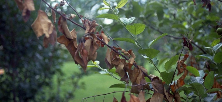 Ожог плодовых деревьев - Erwinia amylovora (Burril) Winslow et al.