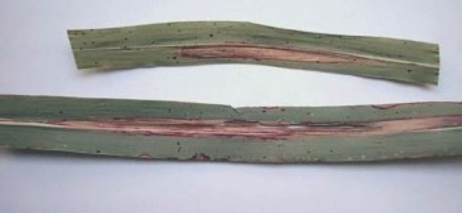 Гельминтоспориозная пятнистость листьев кукурузы (северный гельминтоспориоз) - Helminthosporium  turcicum Pass. (=Drechlera turcica )