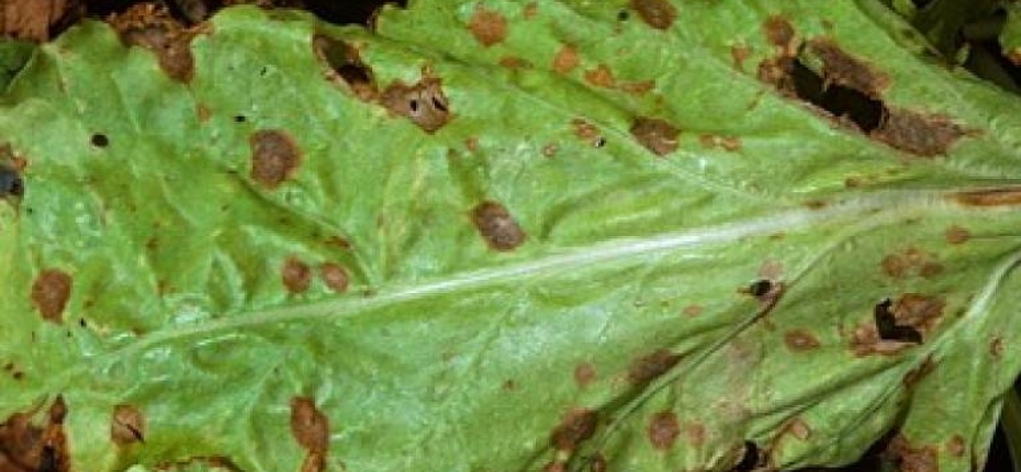 Зональная пятнистость или фомоз листьев свеклы - Phoma betae A.B. Frank (=Pleospora betae Bjorl.)