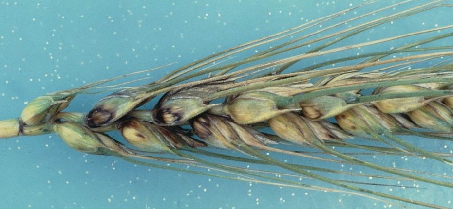 Базальный бактериоз пшеницы - Pseudomonas syringae pv. atrofaciens (McCulluch) Young, Dye & Wilkie