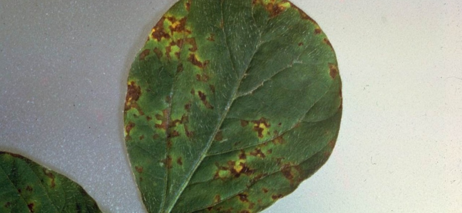 Бактериальный ожог сои - Pseudomonas syringae pv. glycinea (Coerper) Young et al.