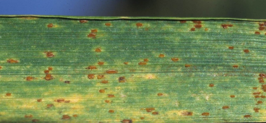 Бурая листовая ржавчина пшеницы - Puccinia recondita Rob. ex Desm f. sp. tritici