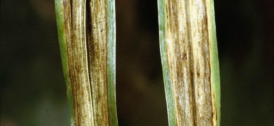 Полосатая пятнистость ячменя - Pyrenophora graminea Ito & Kuribayashi, анаморфа Drechslera graminea (Rabenh.) Shoemaker)