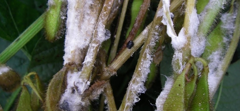 Склеротиниоз (белая гниль) сои - Sclerotinia sclerotiorum (Lib.) de Bary