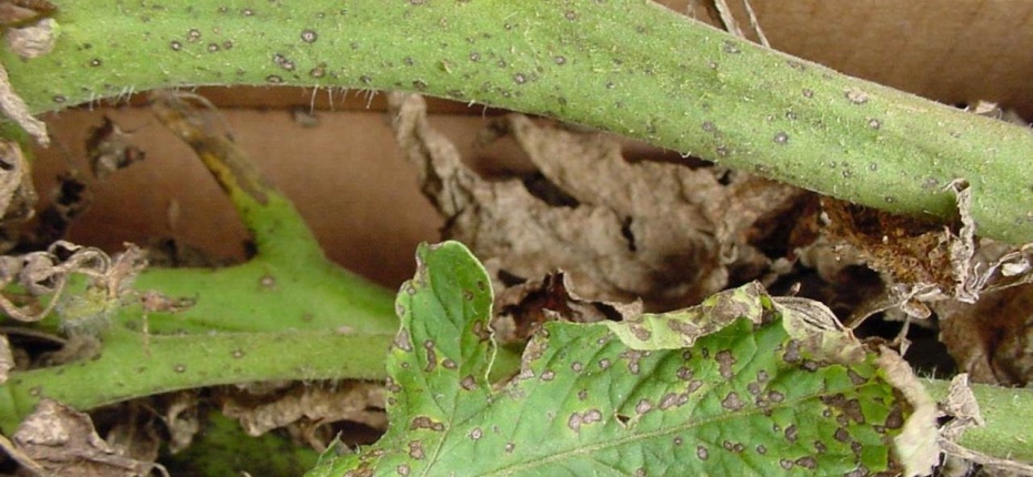 Септориоз томата - Septoria lycopersici Speg.