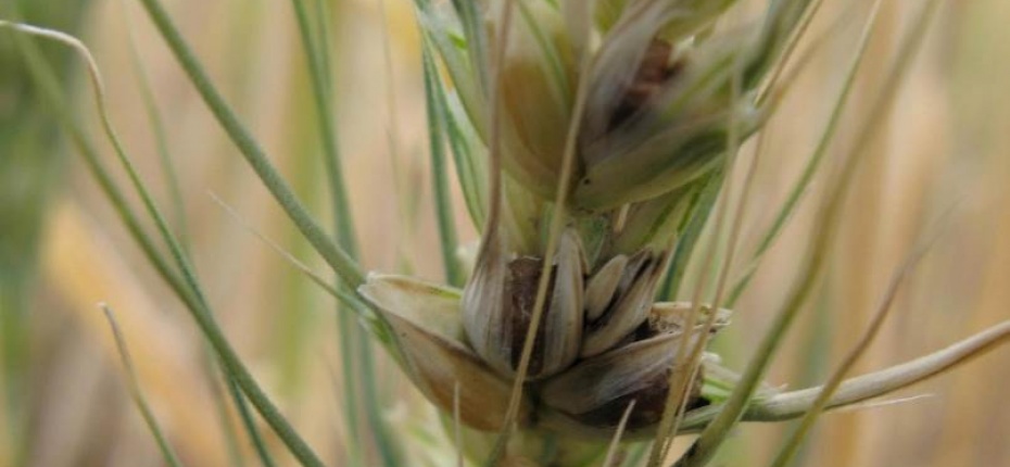 Карликовая головня пшеницы - Tilletia controversa J.G. Kuhn
