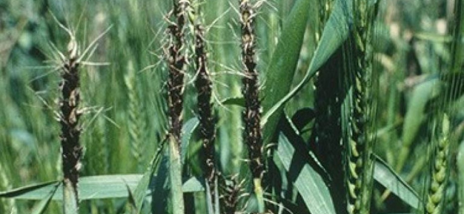 Пыльная головня пшеницы и ржи - Ustilago tritici (Pers.) C.N. Jensen, Kellerm. & Swingle Jacz. .(= Ustilago vavilovii)