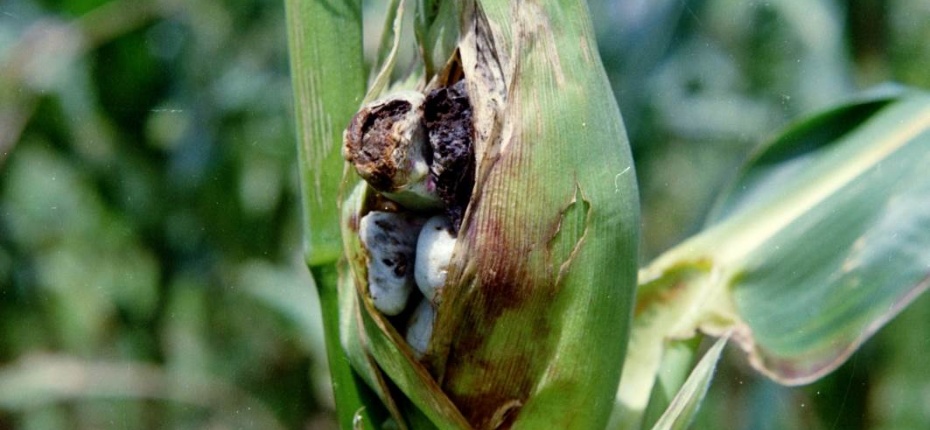 Пузырчатая головня кукурузы - Ustilago zeae (Link) Unger (=Ustilago maydis (DC.) Corda)
