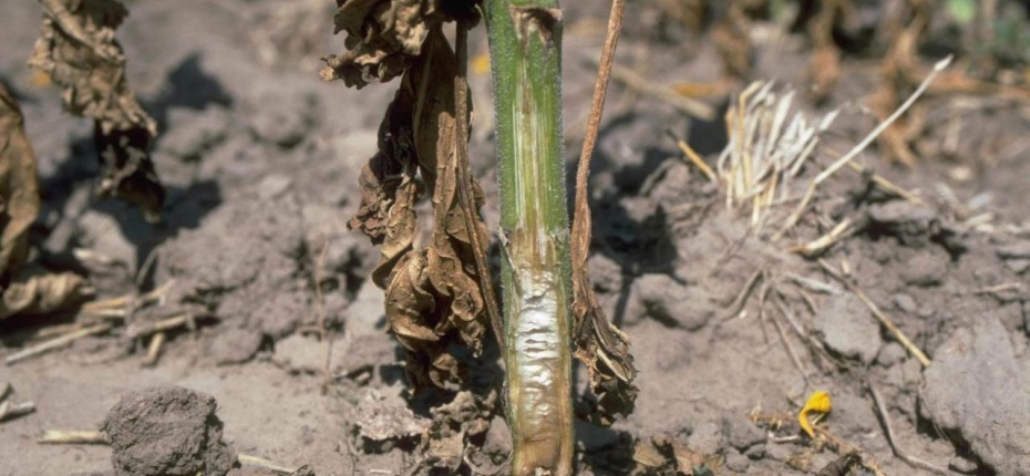 Вертициллезное увядание подсолнечника - Verticillium dahlia Kleb.(=Verticillium albo-atrum var. medium Wollenw)