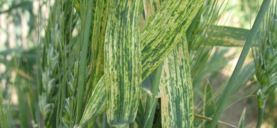 Вирус полосатой мозаики пшеницы (ВПМП) - Wheat streak mosaic rymovirus (WSMV)