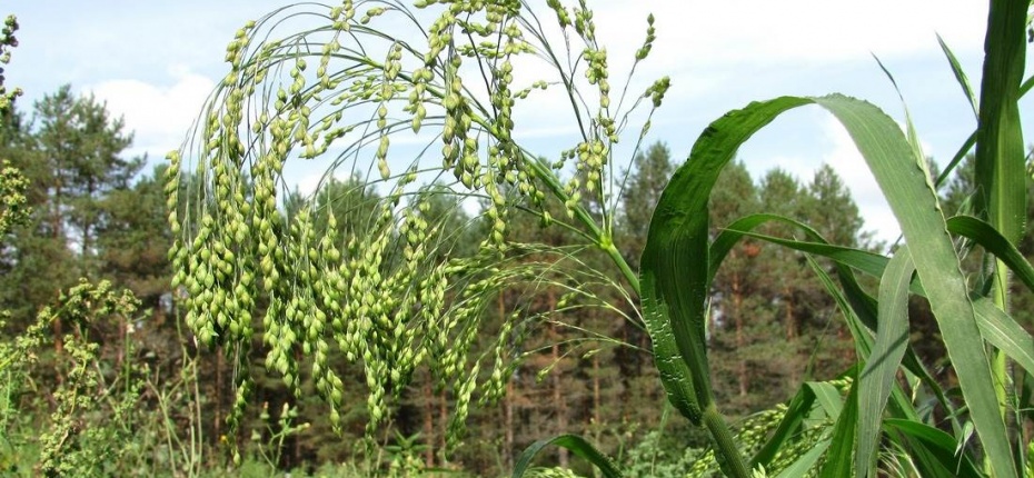 Panicum miliaceum L. - Просо обыкновенное, посевное, метельчатое