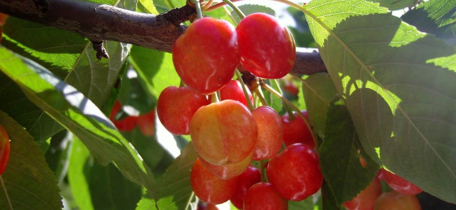Prunus avium L. - Черешня, вишня птичья