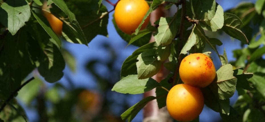 Prunus cerasifera Ehrh. - Слива вишненосная, алыча