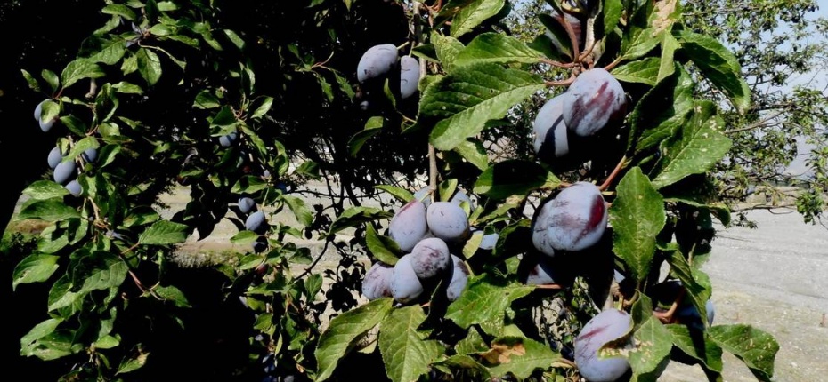 Prunus domestica L. - Слива домашняя