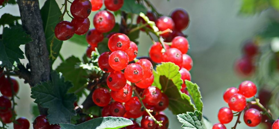 Ribes rubrum L. - Смородина красная