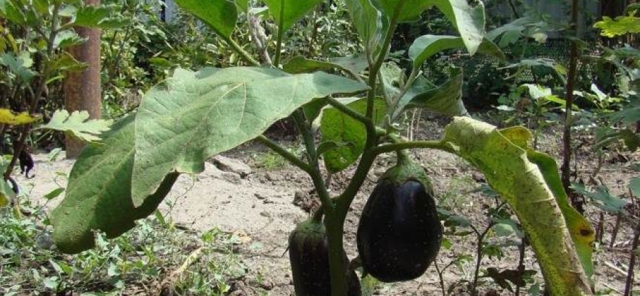 Solanum melongenaL. - Баклажан обыкновенный