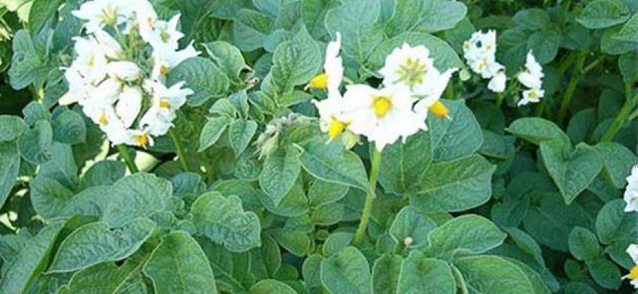 Solanum tuberosum L. - Картофель чилийский или европейский