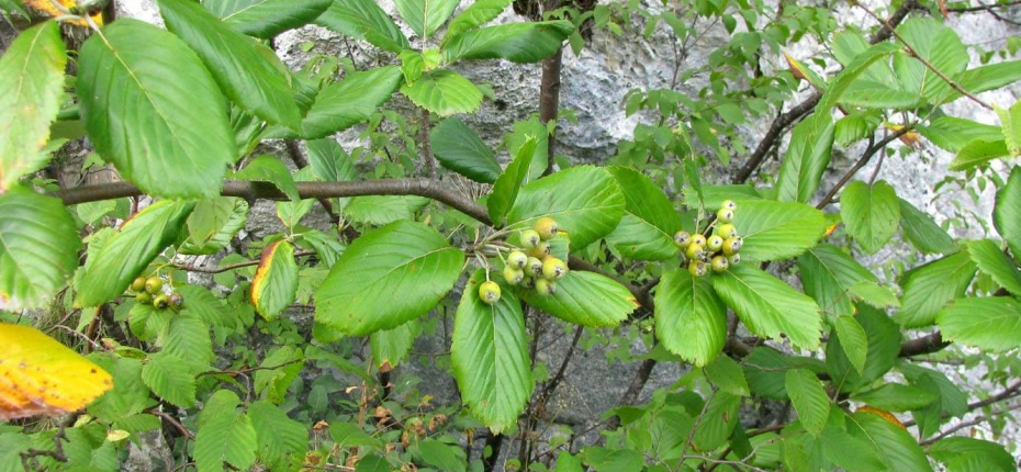 Sorbus aria (L.) Crantz - Рябина ария (круглолистная, мучнистая)