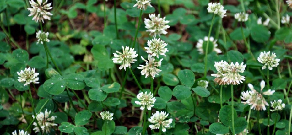 Trifolium repens L.- Клевер белый