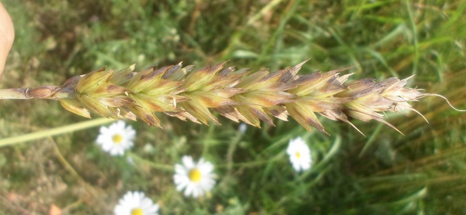 Triticum aestivum L. - Пшеница озимая