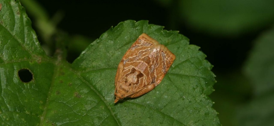Сетчатая листовертка - Adoxophyes reticulana Hüb.