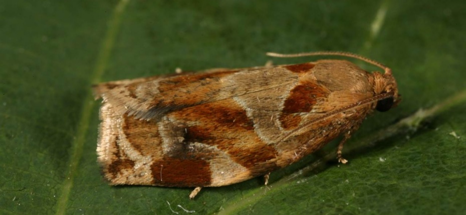 Пестро-золотистая листовертка-толстушка - Archips xylosteana L.