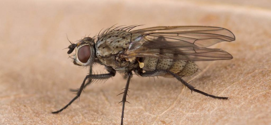 Луковая муха - Delia antiqua (Meigen)