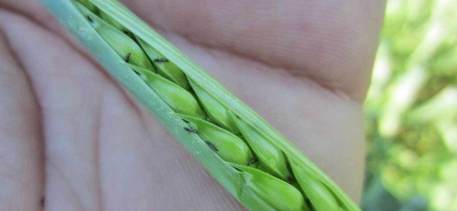 Трипс пшеничный - Haplothrips tritici Kurd. 