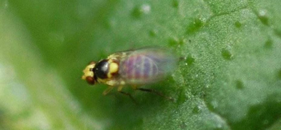 Томатный листовой минер - Liriomyza sativae Blanchard