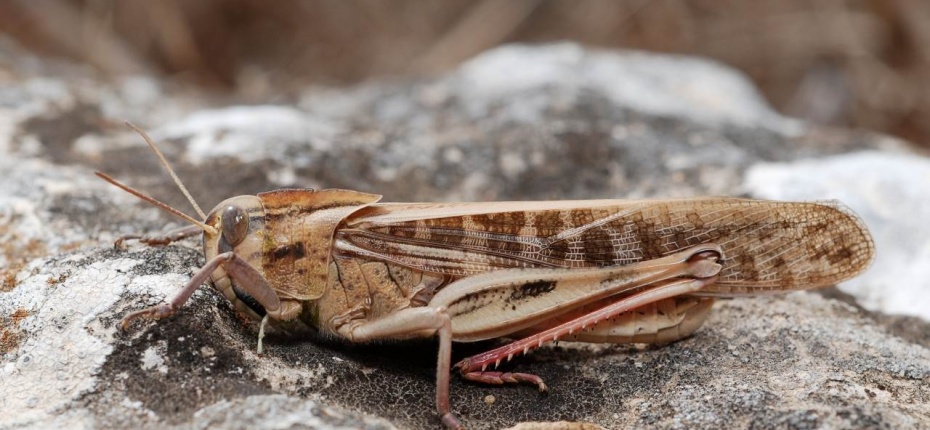 Перелетная саранча - Locusta migratoria L. 
