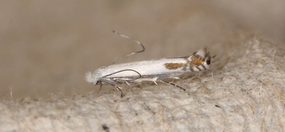 Яблонная белая моль-крошка - Lyonetia clerkella L.