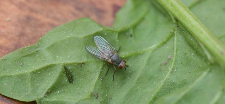 Северная свекловичная муха - Pegomyia betae Curtis. 